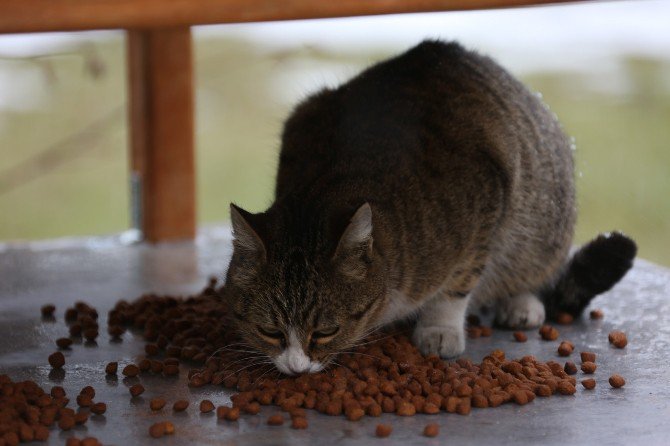 Bolu‘da Sokak Kedileri İçin ‘Kedi Köşkleri’ Yapıldı