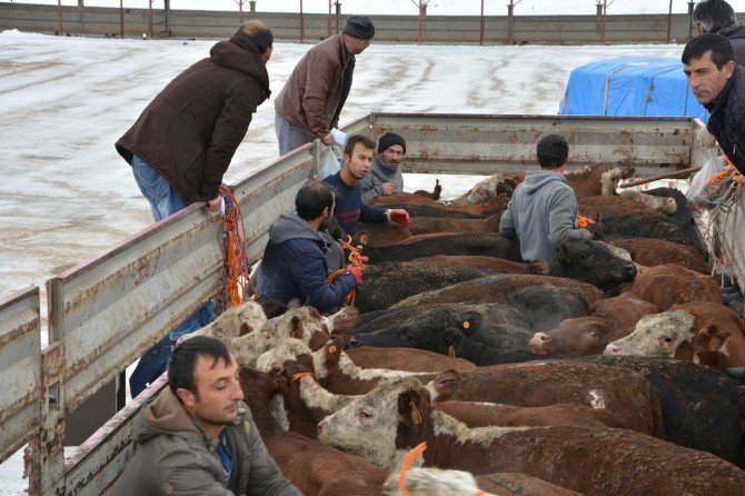 Genç Çiftçilere Hayvan Dağıtımı