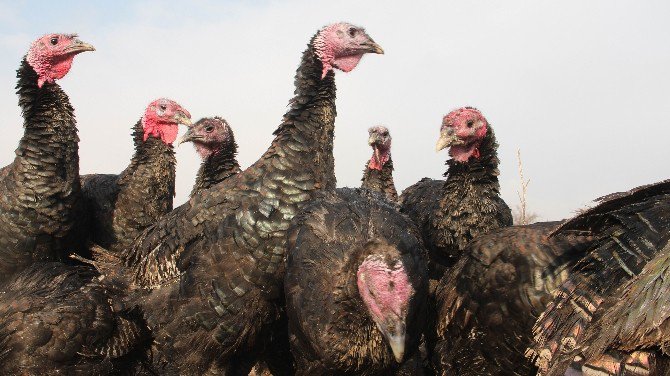 Yılbaşı Hindileri Elde Kaldı