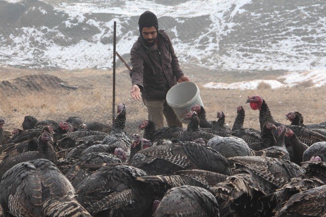 Yılbaşı Hindileri Elde Kaldı