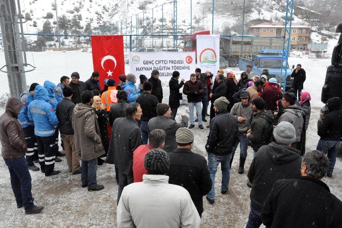 Gümüşhane’de Genç Çiftçilere Hayvanları Teslim Edildi