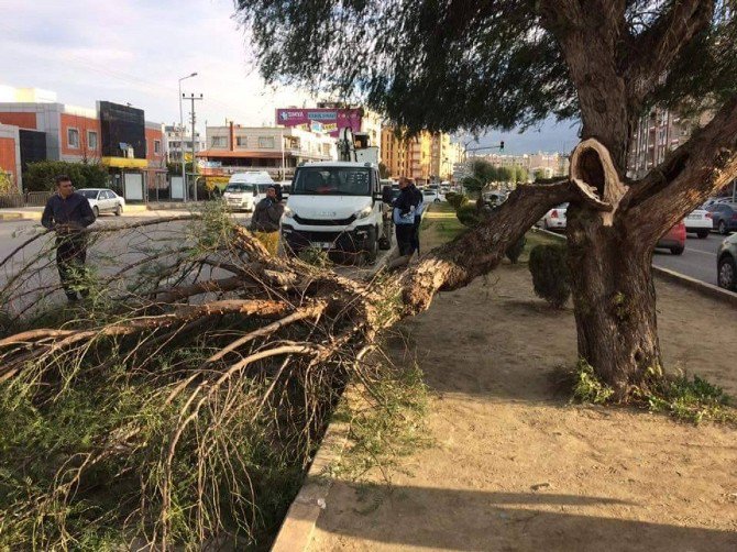 İskenderun’da Fırtına Ağaçları Devirdi