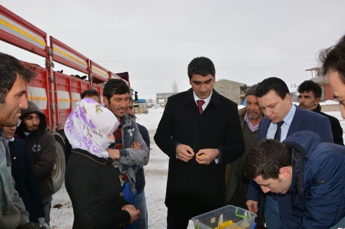 Genç Çiftçilere Hayvan Dağıtımı