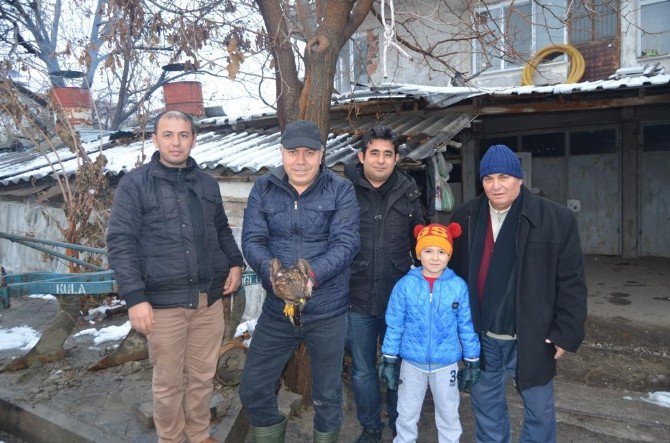 Yolda Bulduğu Yaralı Kartalı Tedavi Ettirdi