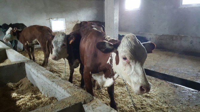 Ordu’da Hayvancılık Hareketlendi