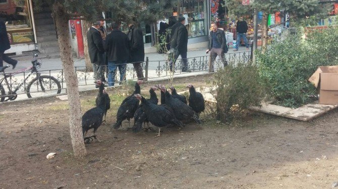 Yılbaşı Hindileri Alıcı Bekliyor