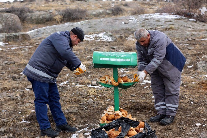 Talas Belediyesi Yaban Ve Sokak Hayvanlarını Unutmadı