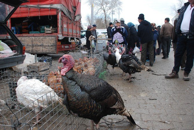 Yılbaşı Hindileri Görücüye Çıktı