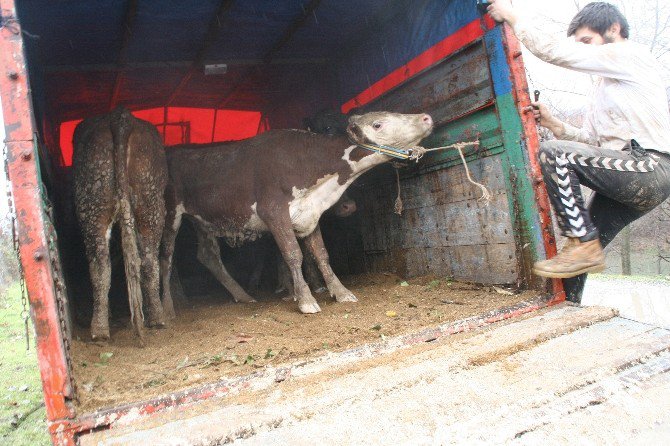 Devrek’te Genç Girişimci Çiftçilere Büyükbaş Hayvan Hibe Edildi