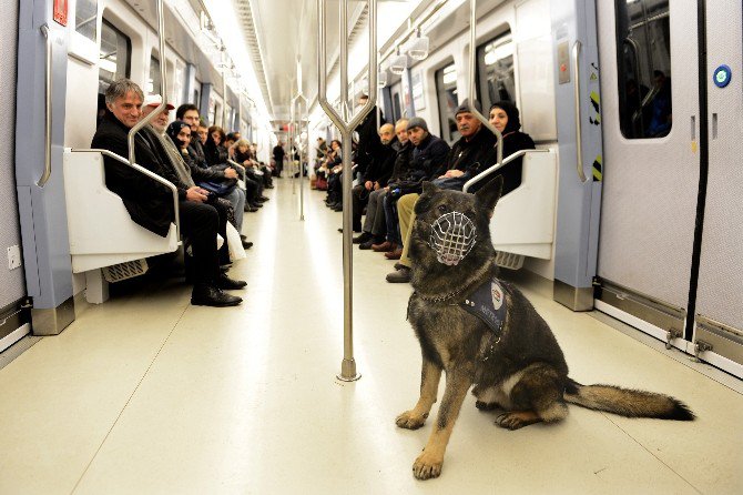 Metroda K-9 Köpekleriyle Güvenlik