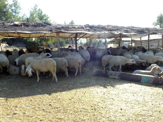 Serik Canlı Hayvan Pazarı Karantinaya Alındı