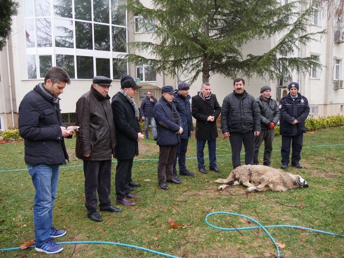 Büyükçekmece’de Polisler İçin Kurban Kesildi