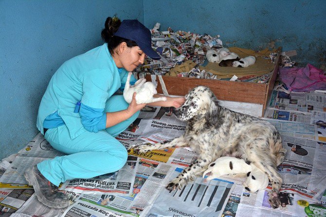 Büyükçekmece Belediyesi Binlerce Sokak Hayvanını Sağlığına Kavuşturdu