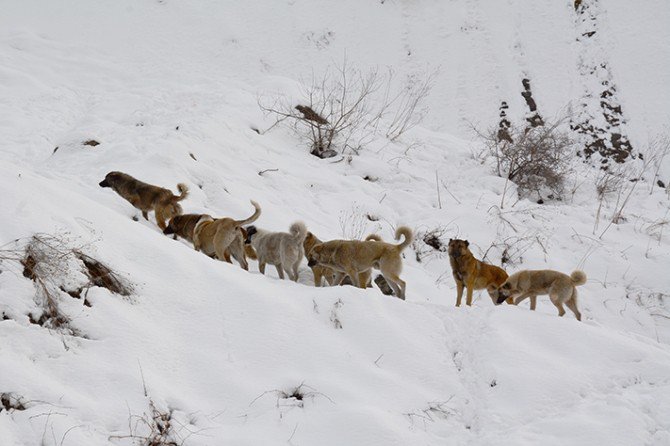 Hakkari Belediyesi Sokak Hayvanlarına Sahip Çıktı