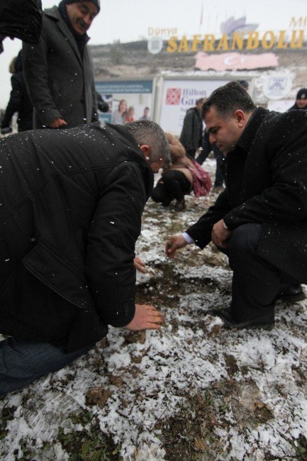 Safranbolu’da Çam Ağaçlarının Kesilmesi, Fidan Dikimiyle Protesto Edildi