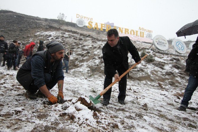 Safranbolu’da Çam Ağaçlarının Kesilmesi, Fidan Dikimiyle Protesto Edildi