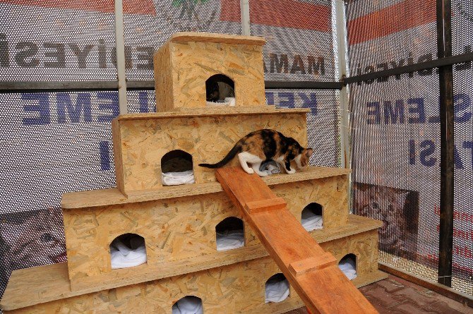 Mamak’ta Sokak Kedileri İçin Örnek Uygulama