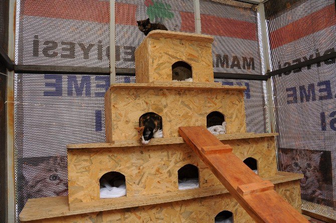 Mamak’ta Sokak Kedileri İçin Örnek Uygulama