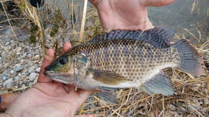 Ceyhan Nehri’nde Balık Ölümleri İnceleniyor