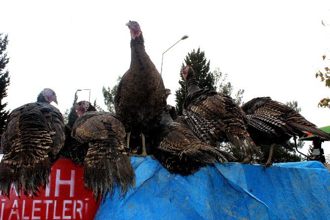 Hindilerini Dolandırıcıya Kaptırdı