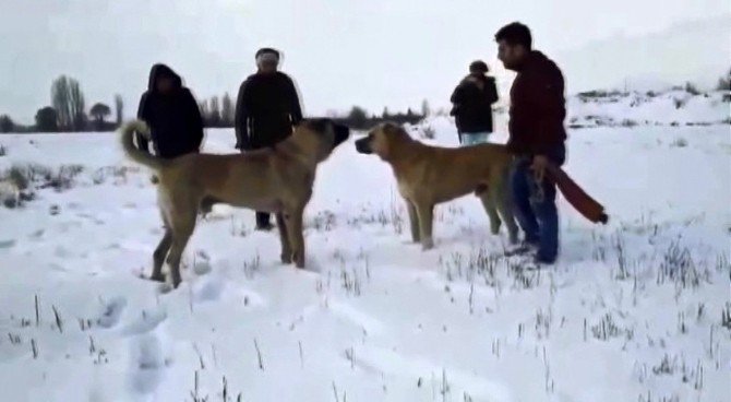 Köpekleri Dövüştürüp Videoya Aldılar