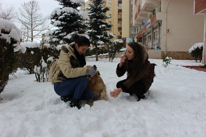 Aç Köpeği Elleri İle Beslediler