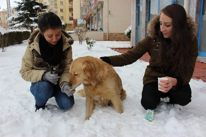 Aç Köpeği Elleri İle Beslediler