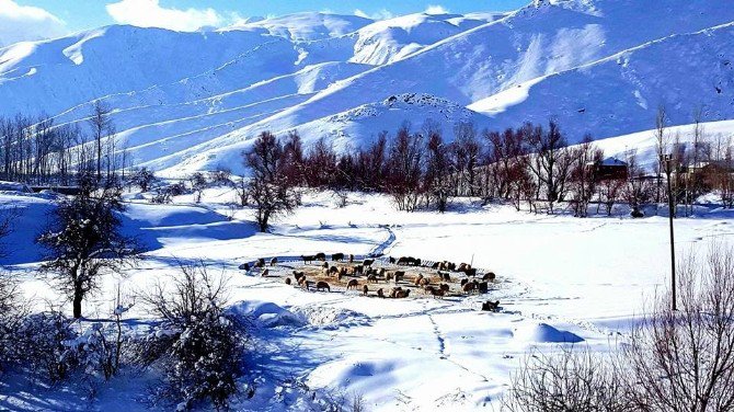 Kar Yağışı Çiftçileri Sevindirdi