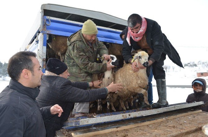 Genç Çiftçilere 80 Küçükbaş Hayvan Verildi