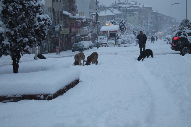 Tosya’da Aç Kalan Sokak Köpeklerini Vatandaşlar Besledi