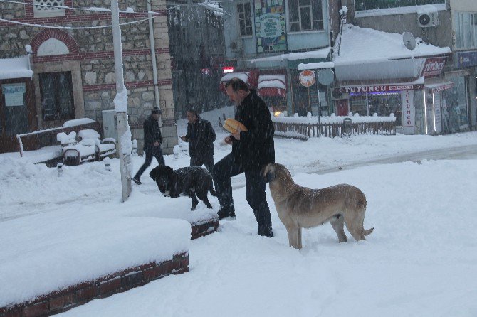 Tosya’da Aç Kalan Sokak Köpeklerini Vatandaşlar Besledi