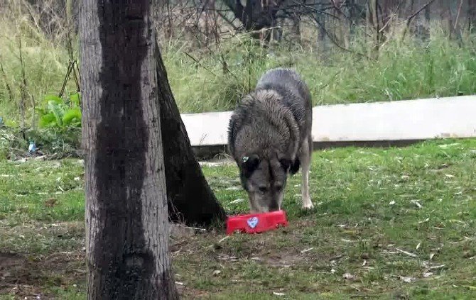 Beyoğlu’nda Sokak Hayvanları Aç Kalmayacak
