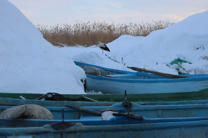 Beyşehir’de İki Yıldır Göç Etmeyen Leyleği Balıkçılar Besliyor