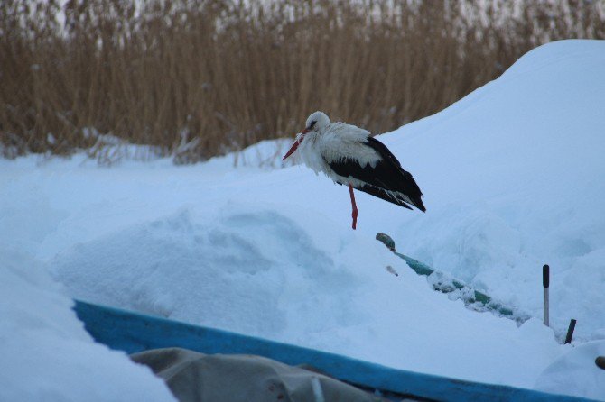 Beyşehir’de İki Yıldır Göç Etmeyen Leyleği Balıkçılar Besliyor