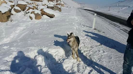 Sarıkamış’ta Yol Kenarında Donmuş Kurt Bulundu