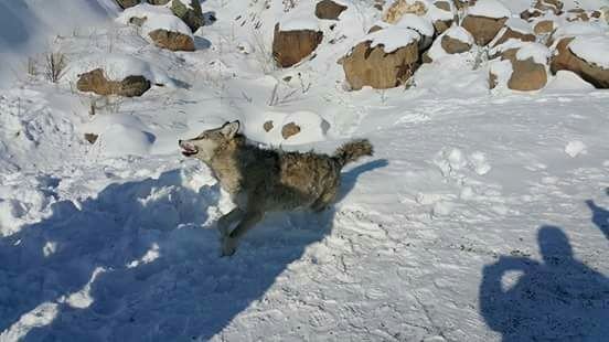 Sarıkamış’ta Yol Kenarında Donmuş Kurt Bulundu