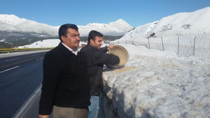 Adana Büyükşehir, Yaban Hayvanları İçin Doğaya Yem Bıraktı