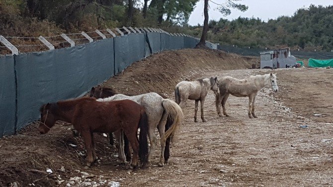 Antalya’da Kaçak At Kesimine Jandarma Baskını