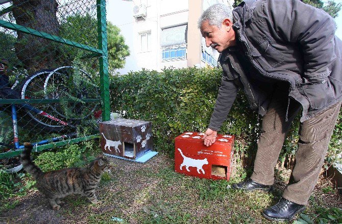 Seçim Sandıkları, Kedi Evi Oldu