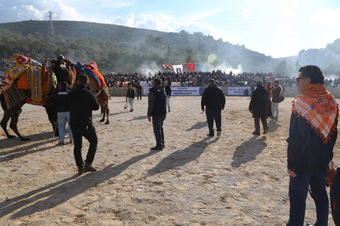 Bodrum’da Deve Güreşleri Yoğun İlgi Gördü