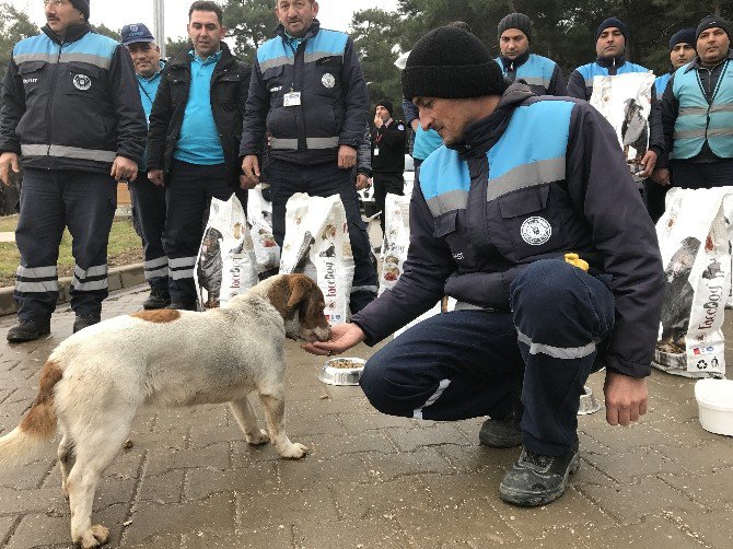 Bursa Büyükşehir Belediyesi Sokak Hayvanları İçin Yem Dağıttı