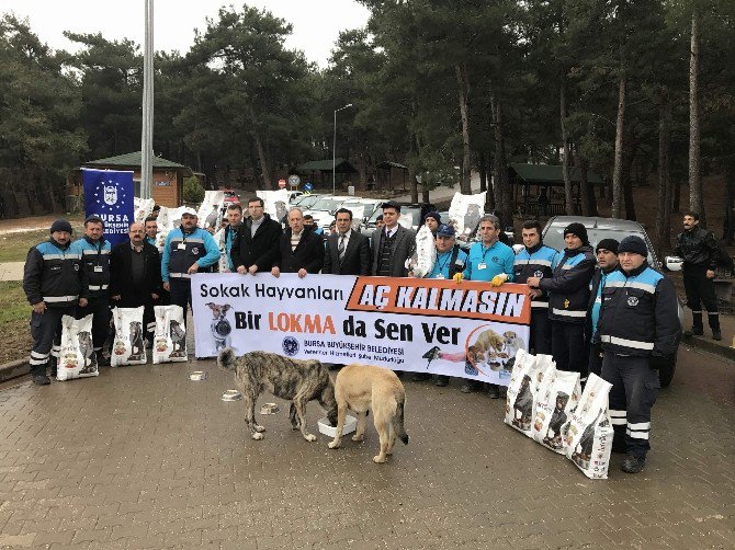 Bursa’da Sokak Hayvanlarına Büyükşehir Şefkati