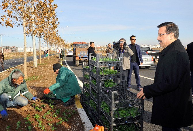 Atilla, Mevsimlik Çiçek Dikimi Çalışmalarını Denetledi