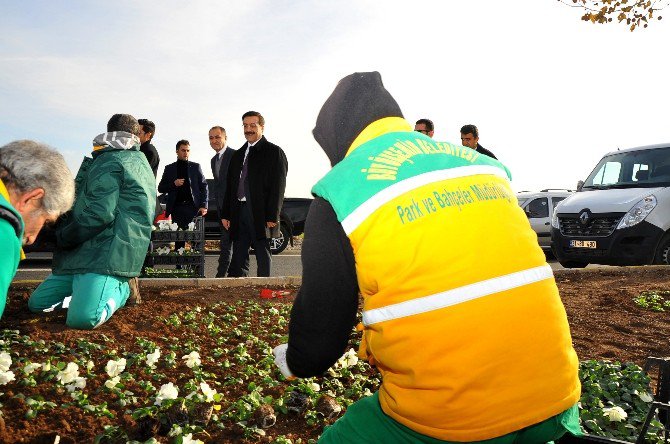 Atilla, Mevsimlik Çiçek Dikimi Çalışmalarını Denetledi