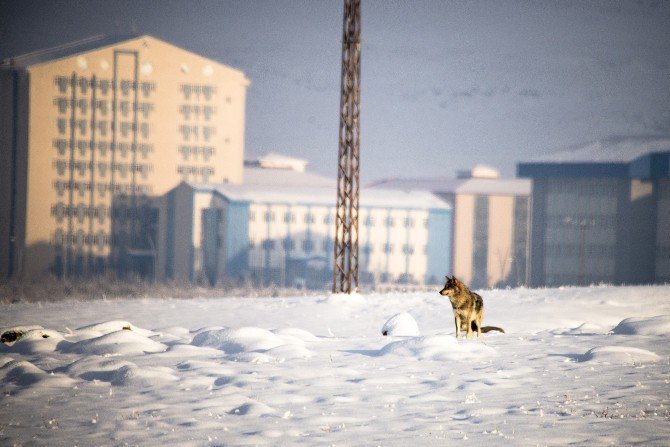 Kars’ta Aç Kurtlar Şehir Merkezine İndi