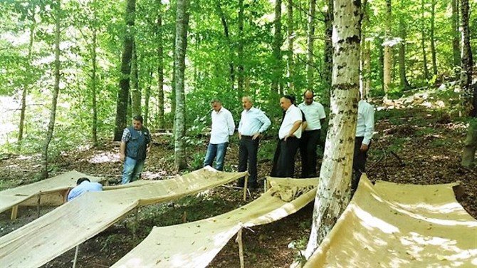 Zonguldak’ta Ginseng Potansiyel Deneme Sahaları Tespit Edildi