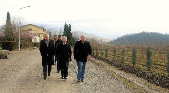 Zonguldak’ta Ginseng Potansiyel Deneme Sahaları Tespit Edildi