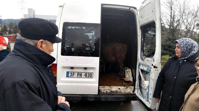 Bartın’da Hayvan Hırsızlığında Yeni Gelişme