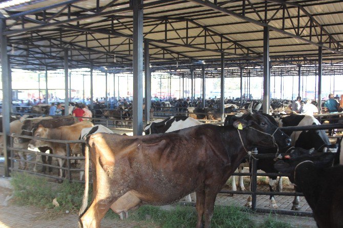 Pazarın Tüm İnekleri Esma Teyze’den Soruluyor