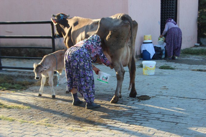 Pazarın Tüm İnekleri Esma Teyze’den Soruluyor